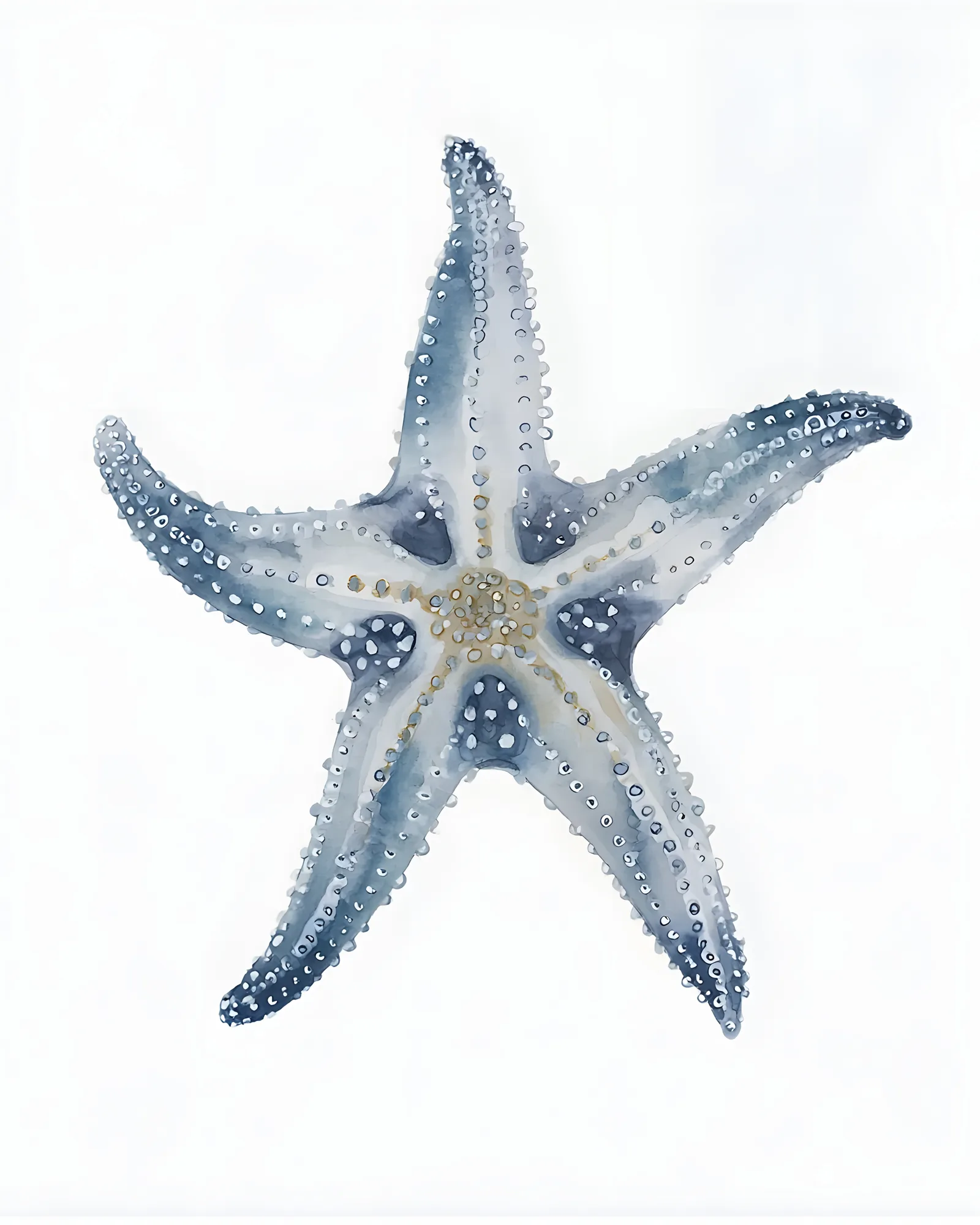 PixuPrint Sea Star Marine Variation Q Marine